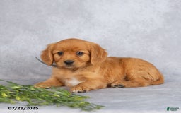 Miniature Golden Retriever dogs for sale: Albert - Image 4