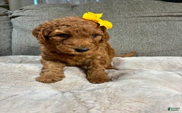 Mini Goldendoodle dogs for sale: Marigold - Image 3