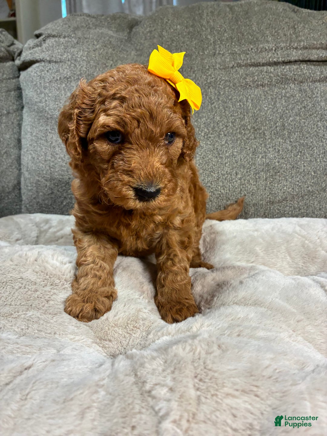 Mini Goldendoodle dogs for sale: Marigold - Image 3