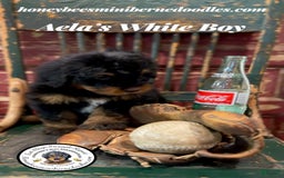 Mini Bernedoodle dogs for sale: Aelas White Boy - Image 13