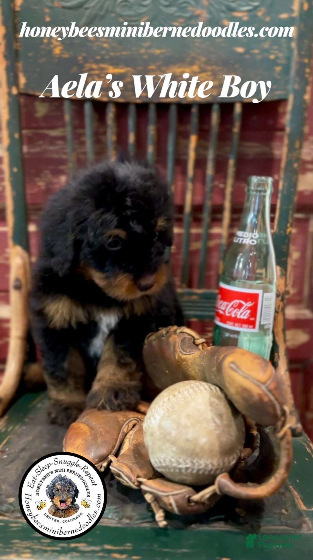 Mini Bernedoodle dogs for sale: Aelas White Boy - Image 13
