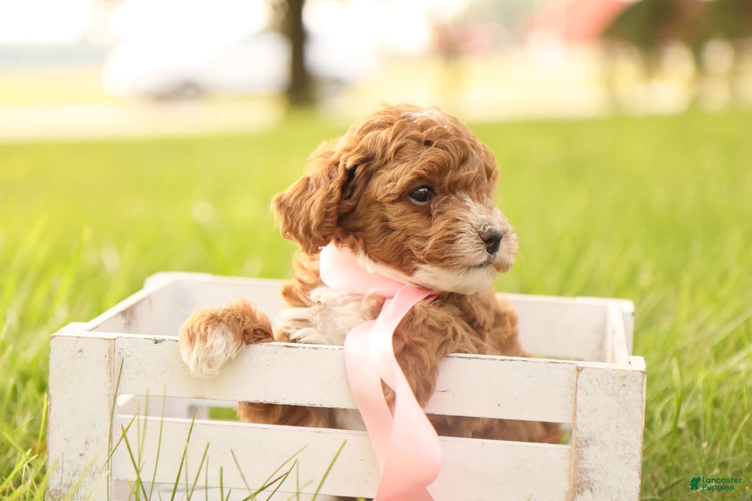 Toy Poodle dogs for sale: Skittles - Image 3