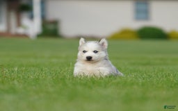Gerberian Shepsky dogs for sale: Romeo - Image 4
