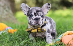 French Bulldog dogs for sale: Collin - Image 3
