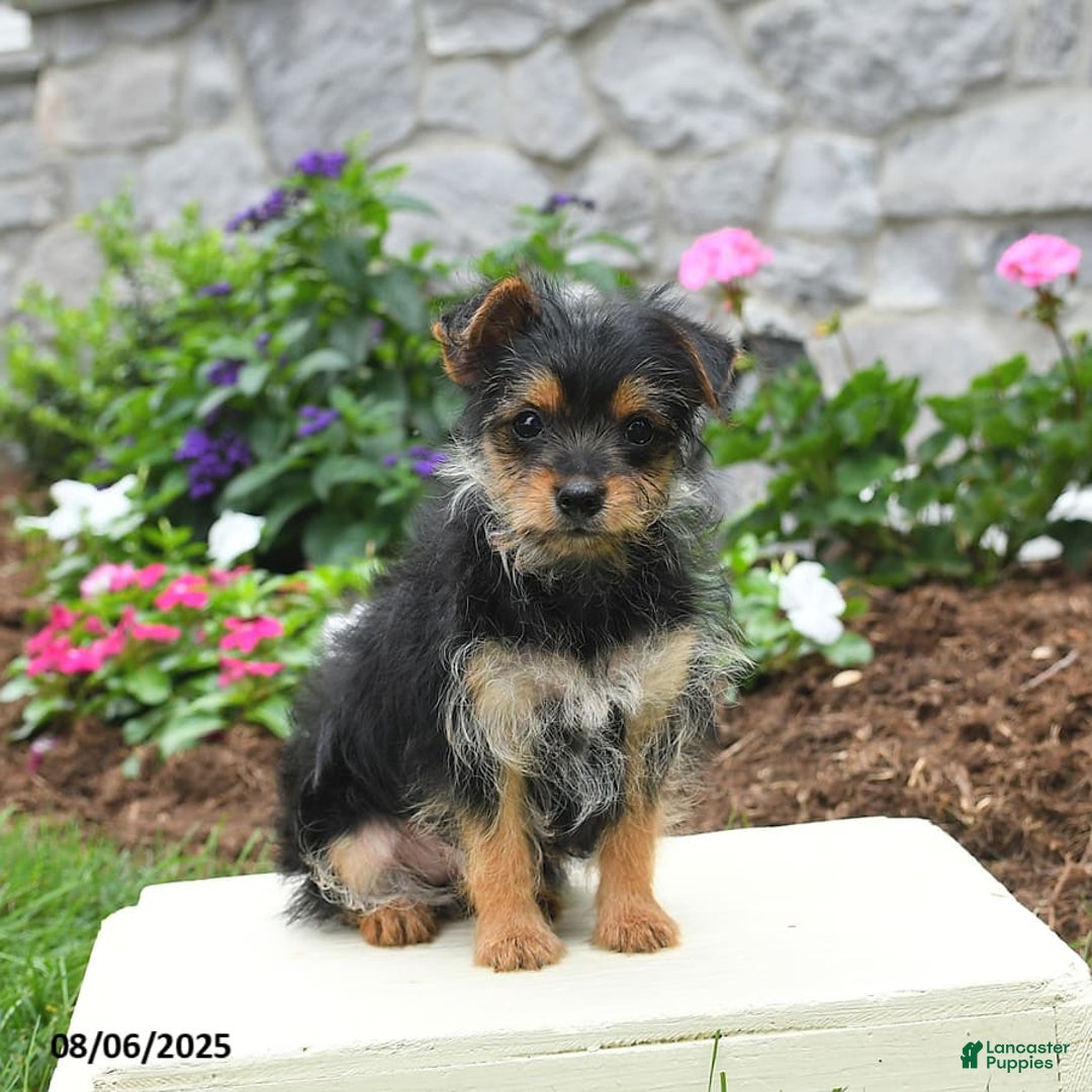 Yorkshire Terrier dogs for sale: Rose - Image 2