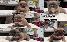 French Bulldog dogs for sale: Tessa - Image 6