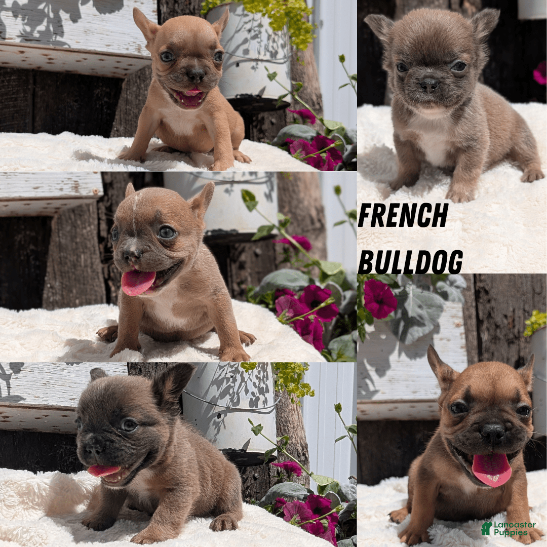 French Bulldog dogs for sale: Tessa - Image 6