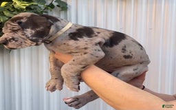 Great Dane dogs for sale: ATLAS - Image 2