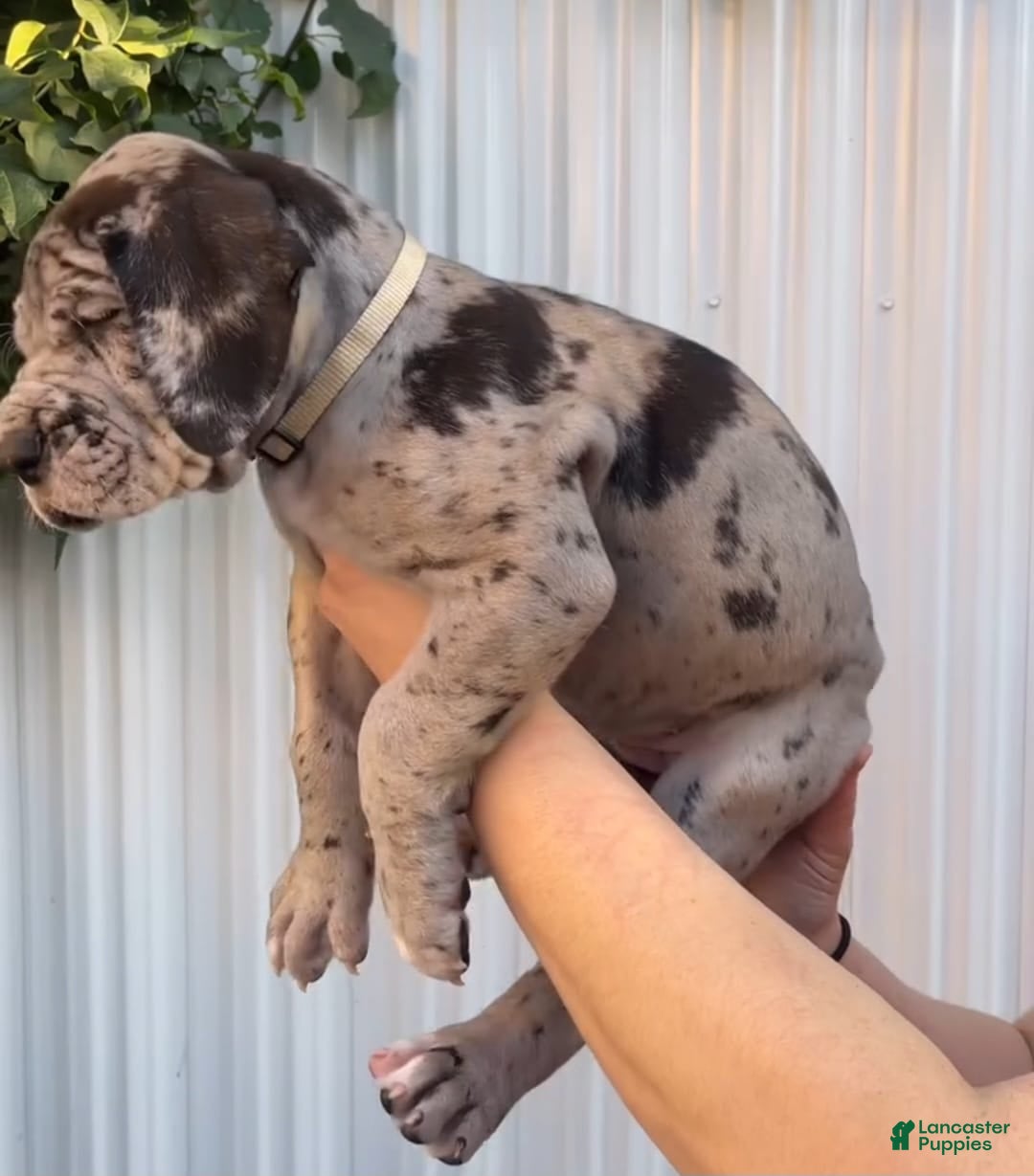 Great Dane dogs for sale: ATLAS - Image 2
