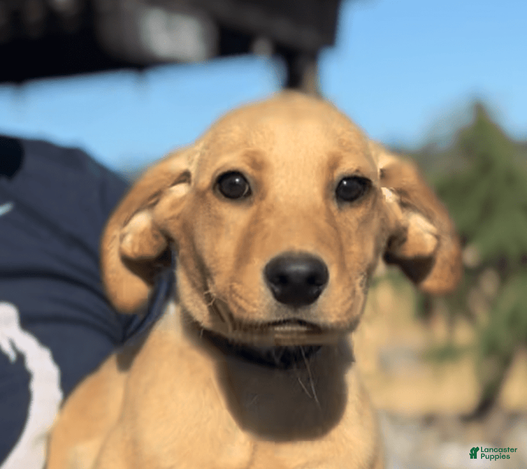 Labrador Retriever dogs for sale: Mufasa - Image 13
