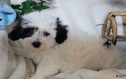 Havapoo dogs for sale: Kiku - Image 5