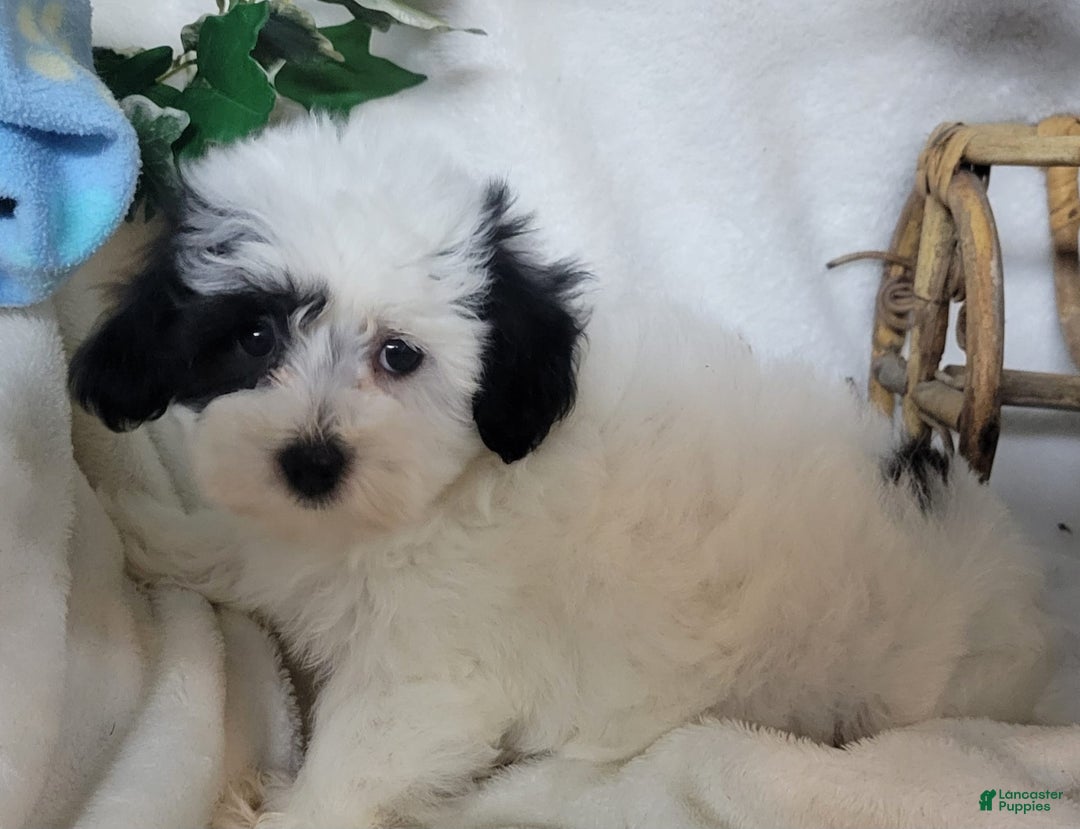 Havapoo dogs for sale: Kiku - Image 5