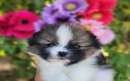 Pomeranian dogs for sale: Nirvana - Image 11