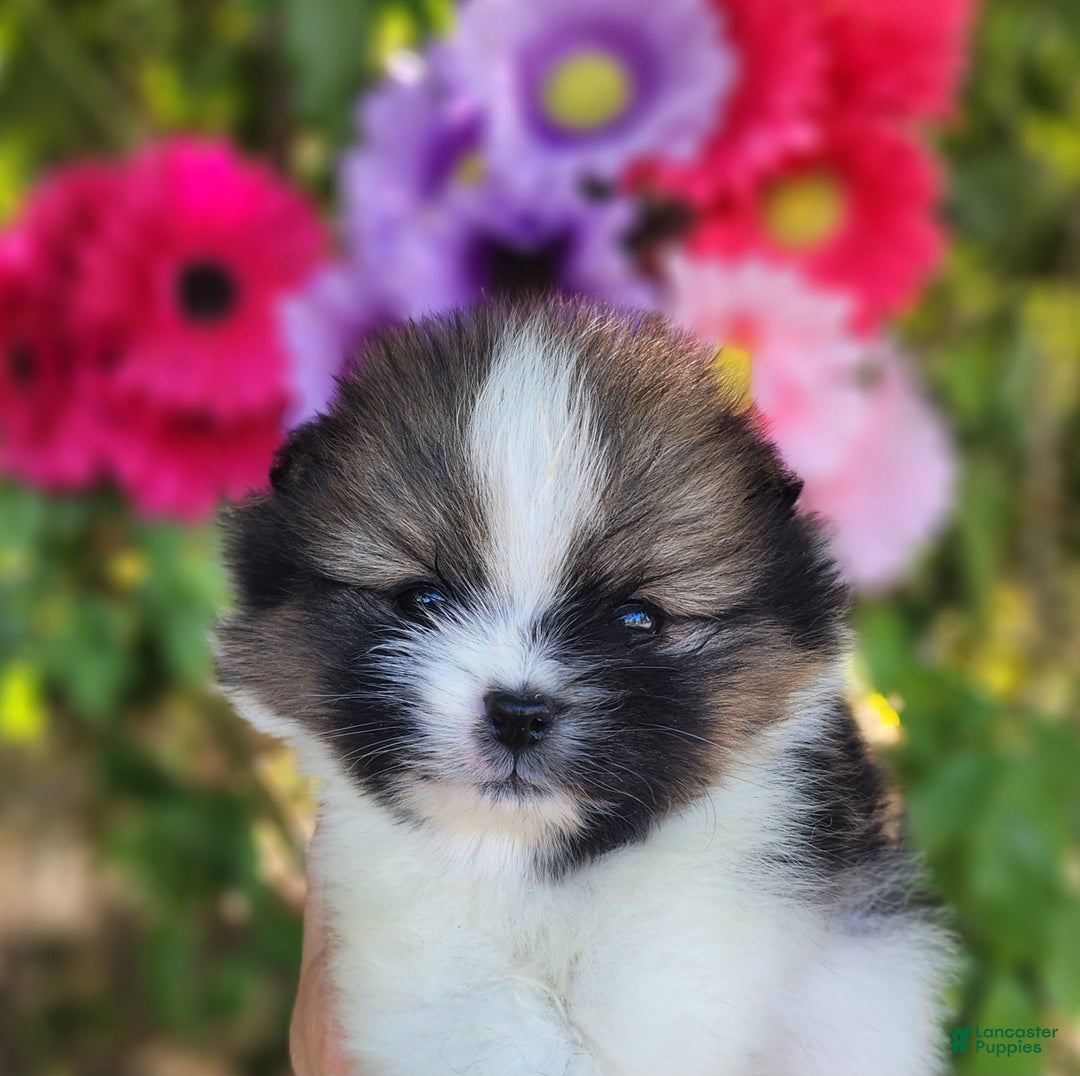 Pomeranian dogs for sale: Nirvana - Image 11