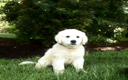 Golden Retriever dogs for sale: Cooper - Image 2