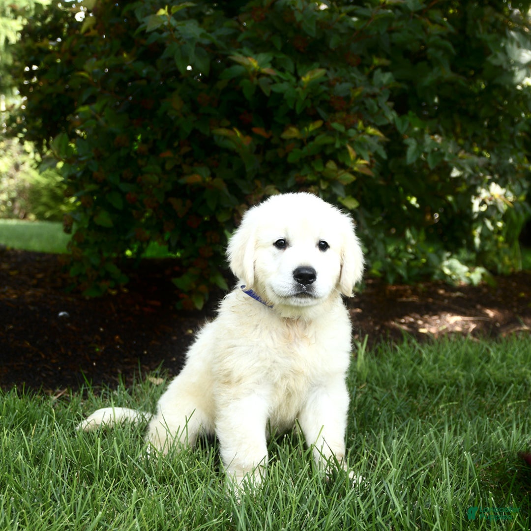 Golden Retriever dogs for sale: Cooper - Image 2
