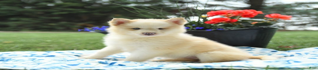 Cream Puff