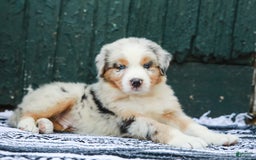 Australian Shepherd dogs for sale: Atlas - Image 12