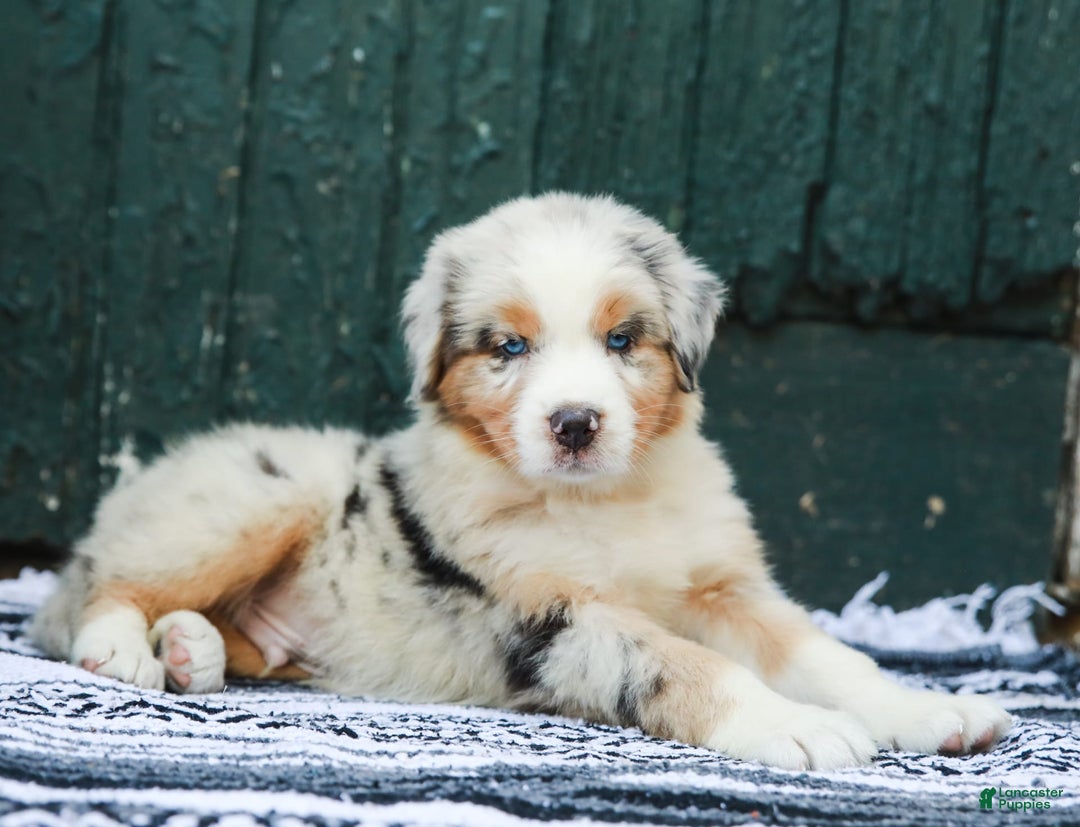Australian Shepherd dogs for sale: Atlas - Image 12