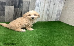 Maltipoo dogs for sale: Monte - Image 1