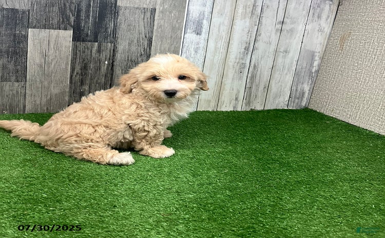Maltipoo dogs for sale - Ad 3