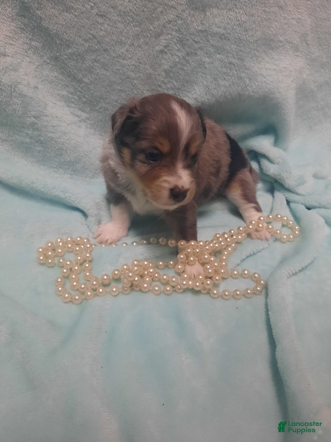  dogs for sale: Blossom - Image 2