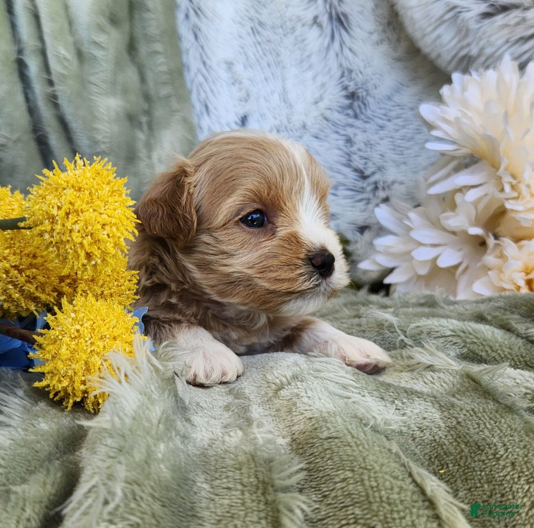 Shihpoo dogs for sale: Aspen - Image 12
