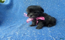 Malshi dogs for sale: Cocoa - Image 1