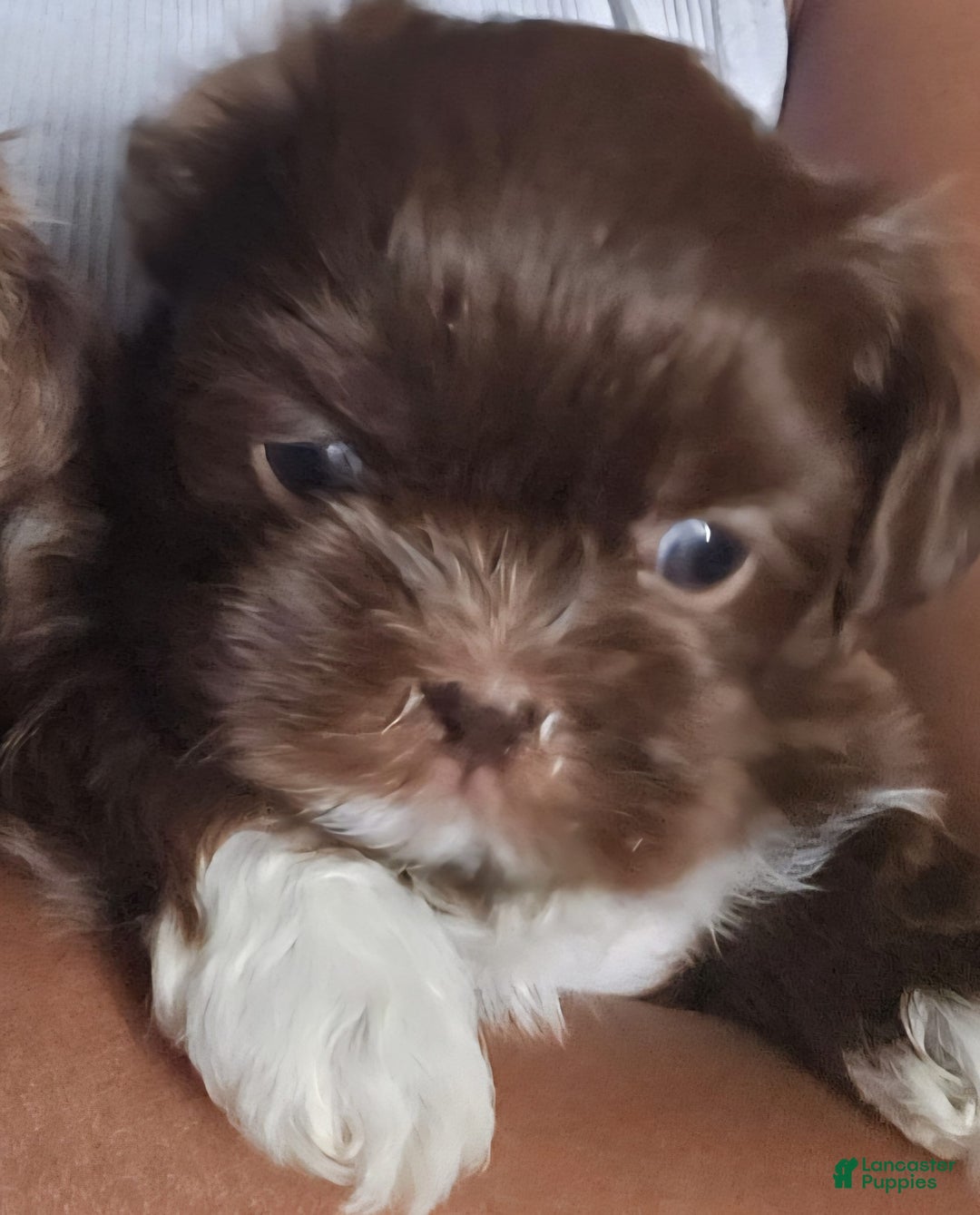 Shih Tzu dogs for sale: Nono - Image 2