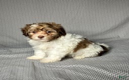 Havapoo dogs for sale: Sadie - Image 3