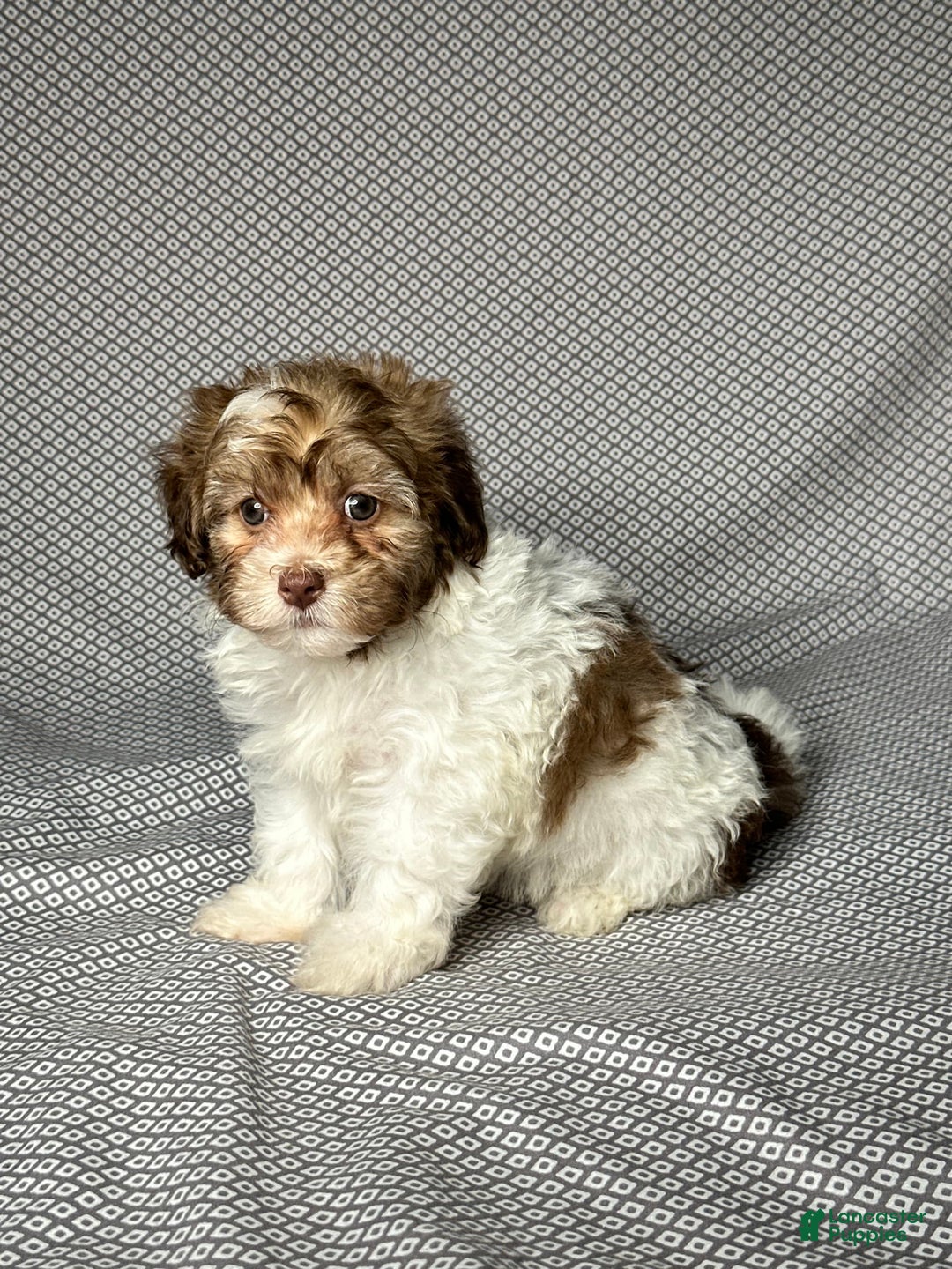 Havapoo dogs for sale: Sadie - Image 3