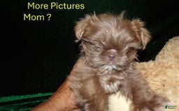 Shih Tzu dogs for sale: Tiny Jasper - Image 3