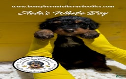 Mini Bernedoodle dogs for sale: Aelas White Boy - Image 11