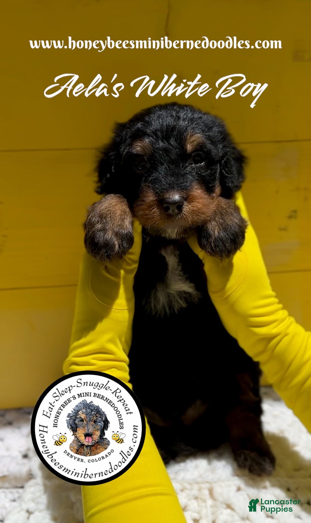 Mini Bernedoodle dogs for sale: Aelas White Boy - Image 11