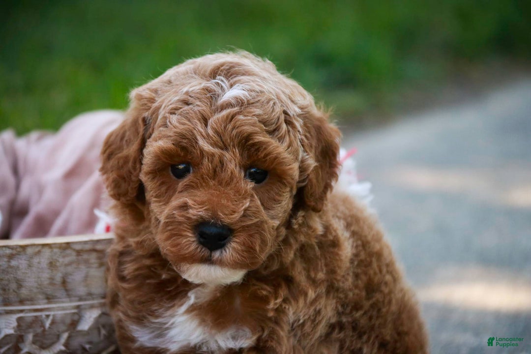 Miniature Poodle dogs for sale: Jagger - Image 6