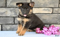 German Shepherd dogs for sale: Beauty - Image 5