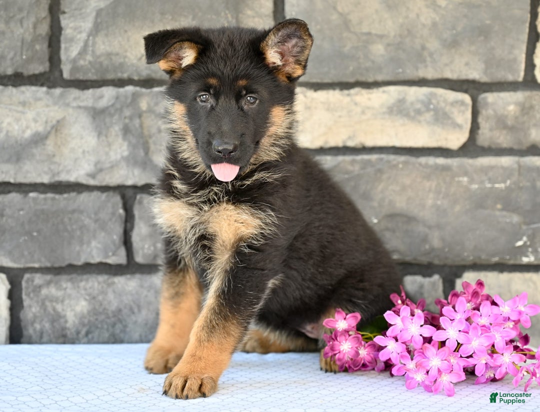 German Shepherd dogs for sale: Beauty - Image 5