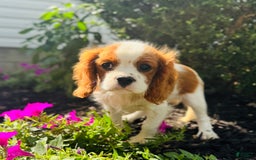 Cavalier King Charles Spaniel dogs for sale: Marble - Image 4