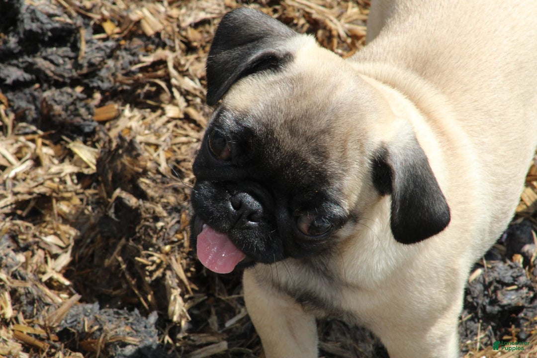 Pug dogs for sale: Pug 3 puppies - Image 10