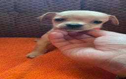 Chipoo dogs for sale: Courage - Image 3