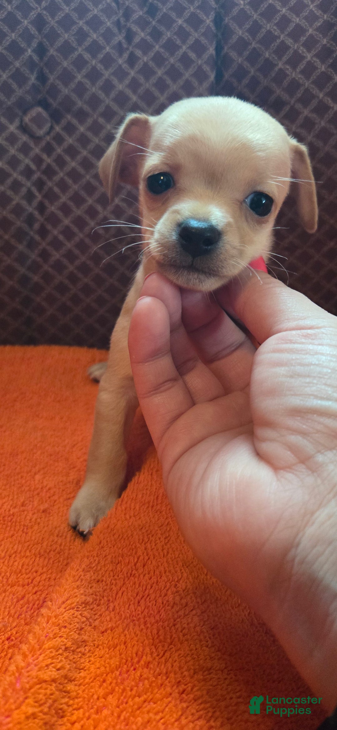 Chipoo dogs for sale: Courage - Image 3