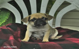 Pug dogs for sale: Buddy - Image 1