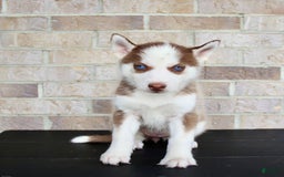Siberian Husky dogs for sale: Alice - Image 3
