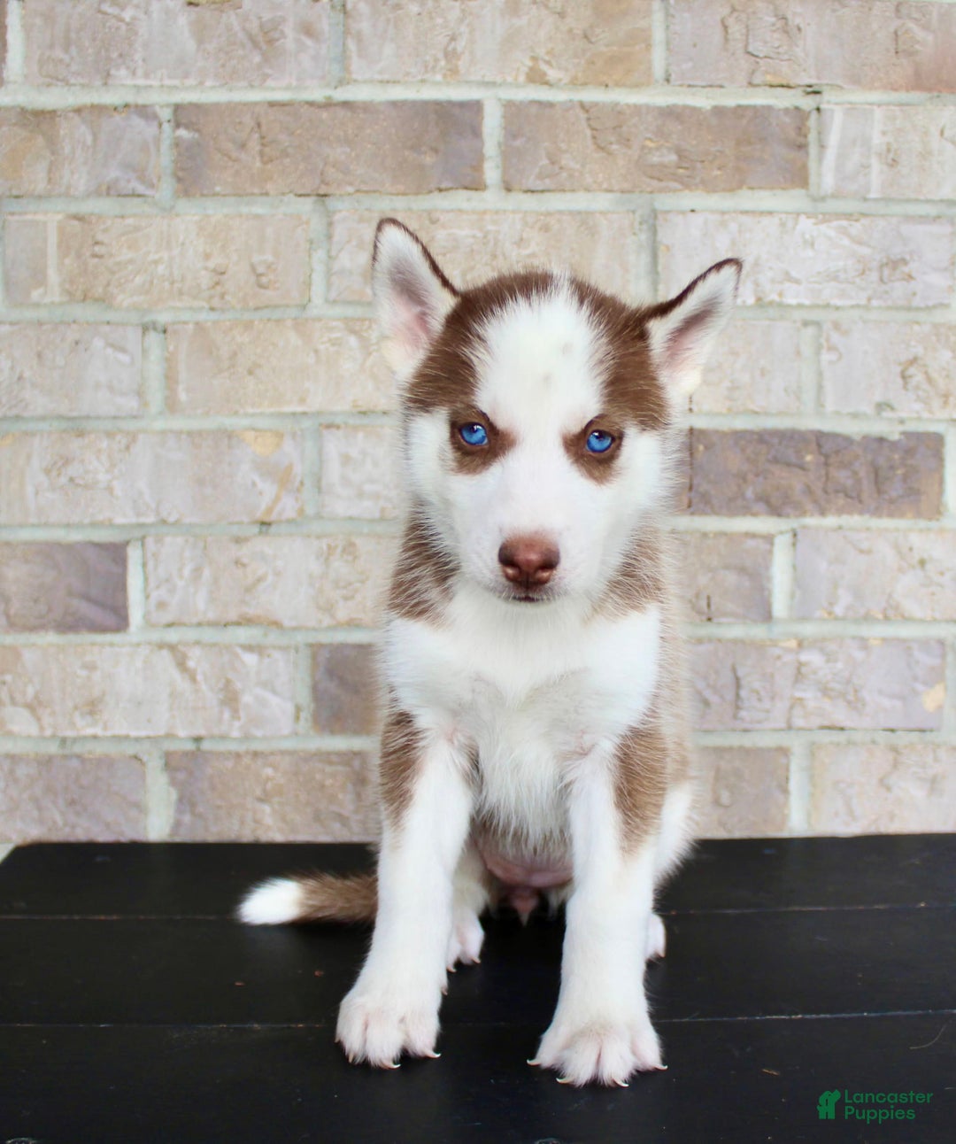 Siberian Husky dogs for sale: Alice - Image 3