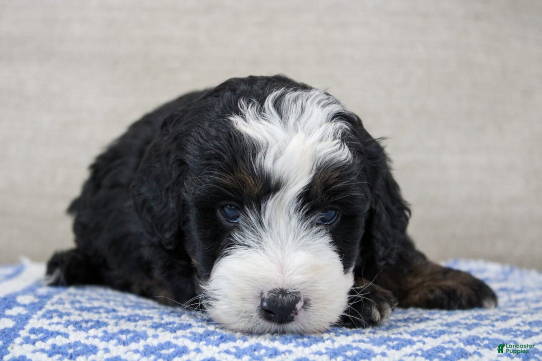 Mini Bernedoodle dogs for sale: Leo - Image 23