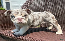 English Bulldog dogs for sale: Iceman - Image 12