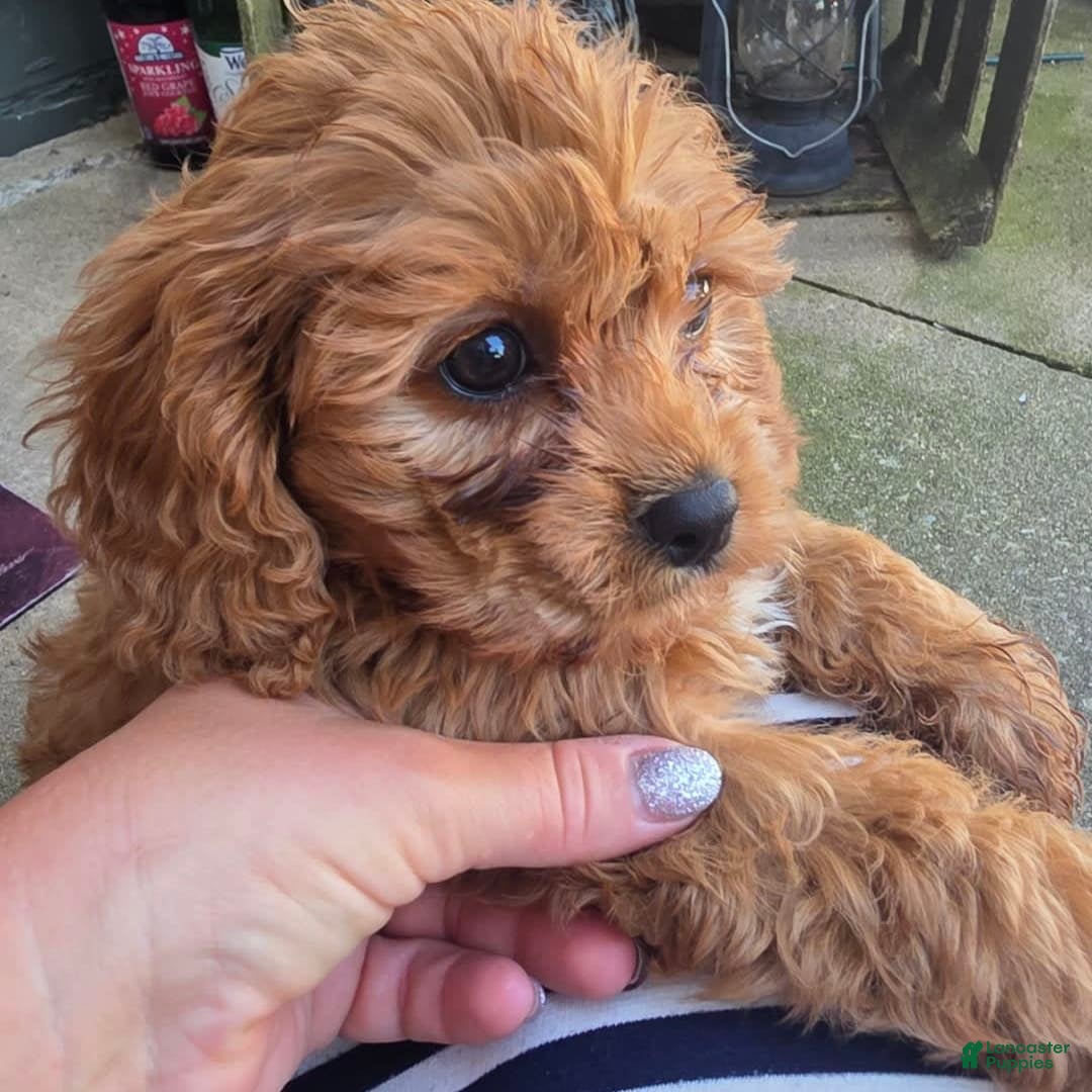 Cavapoo dogs for sale: Theo - Image 10