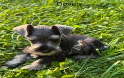 Miniature Schnauzer dogs for sale: Miniature Schnauzer 6 puppies - Image 14