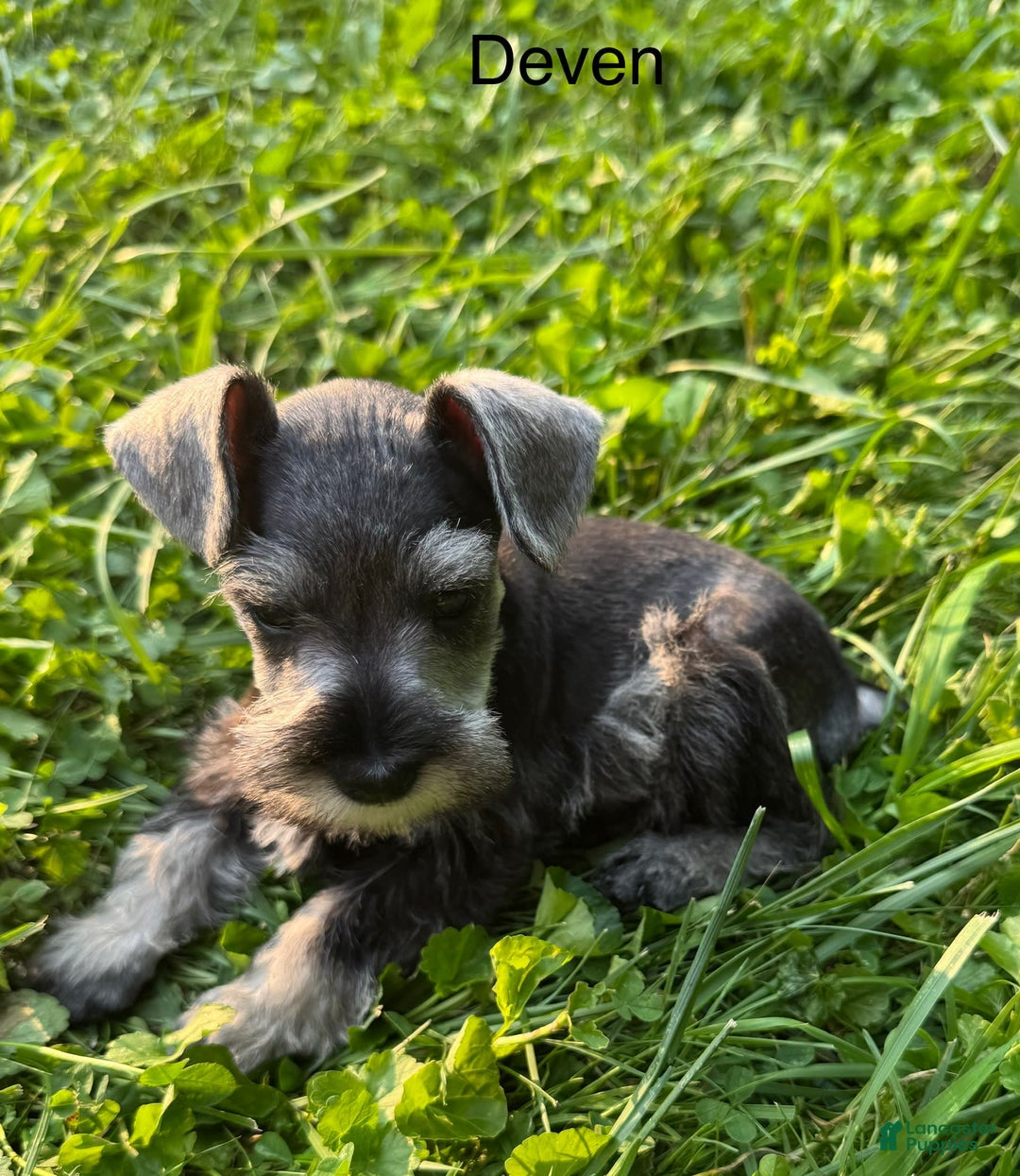 Miniature Schnauzer dogs for sale: Miniature Schnauzer 6 puppies - Image 14