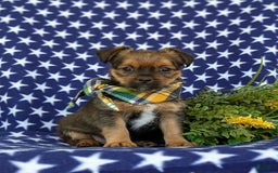 Shorkie dogs for sale: Cruz 9 Lbs Full Grown - Image 4